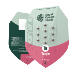 Tangie feminized, by Royal...